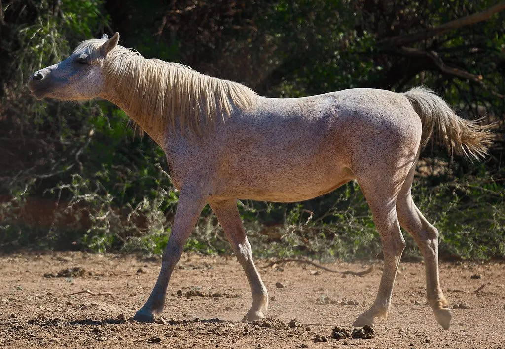Waziri filly, 2 years, White (1/3)