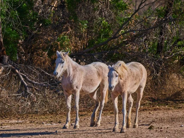 Dun Arabian colt for sale, 3 years