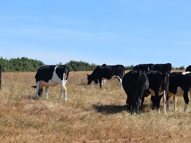 Pure Sahiwal cow, 3rd lactation, 16 litres, 5 months pregnant