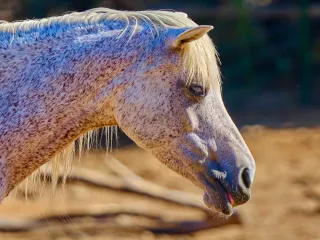 Chestnut Arabian mare for sale, 8 years (2/3)