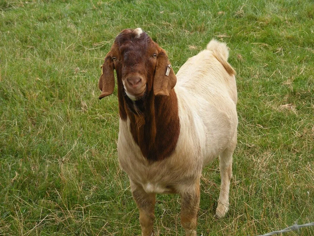Beetal bakra for Eid, two teeth, 68 kg (1/6)