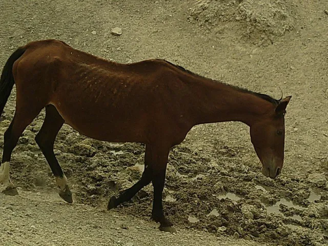 تھرو بریڈ گھوڑا، عمر 7 سال، رنگ لال