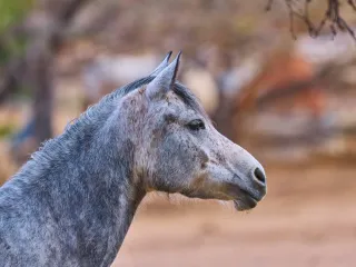 مشکی بلوچی گھوڑی برائے فروخت، 7 سال (3/3)