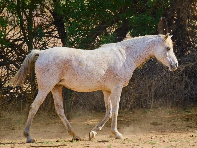 Imported grey Arabian mare, 6 years, with papers