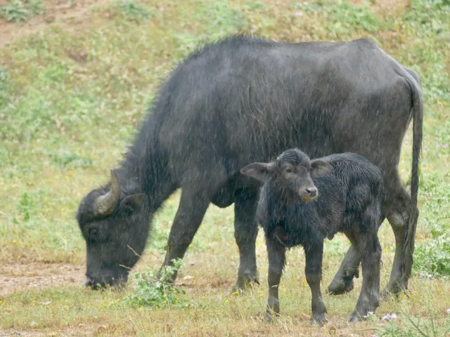 Nili-Ravi buffalo bull, full mouth: ready for Qurbani