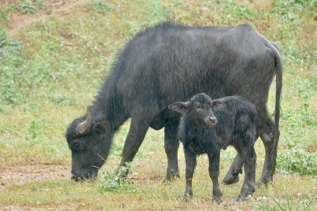 Nili-Ravi buffalo bull, full mouth: ready for Qurbani (1/3)