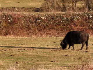Nili-Ravi buffalo bull, full mouth: ready for Qurbani (3/3)