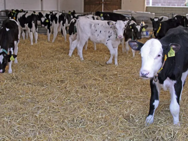 Sahiwal bull, six teeth: ready for Qurbani