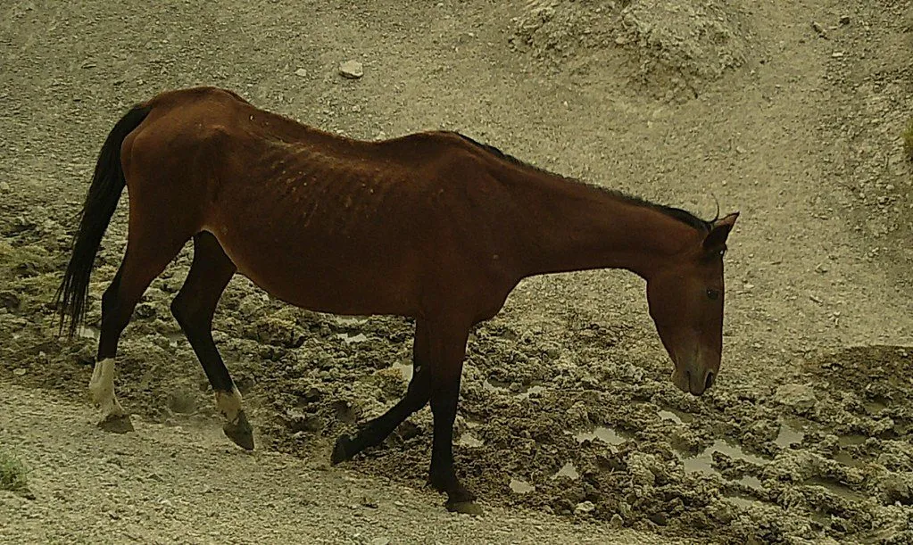 نیزہ بازی لئی تیار دیسی گھوڑا، 6 سال (1/3)