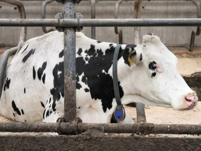 Sahiwal cow, lactation 1, 16 litres a day, 5 months pregnant