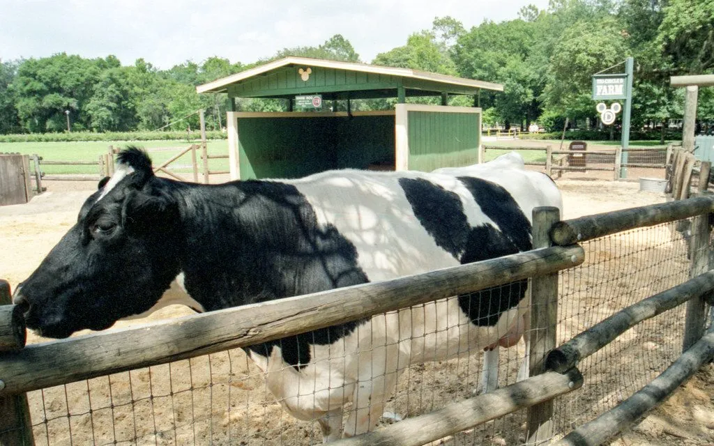 Cholistani bull, four teeth (1/3)