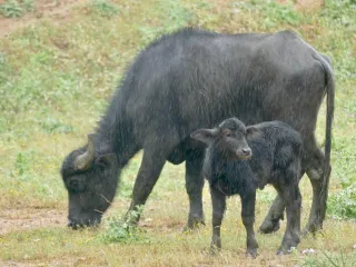 کنڈی بھینس، سوا نمبر 3، 11 لیٹر دودھ (3/3)