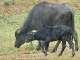 Nili-Ravi buffalo, lactation 3, 10 litres a day, 7 months pregnant (3/3)