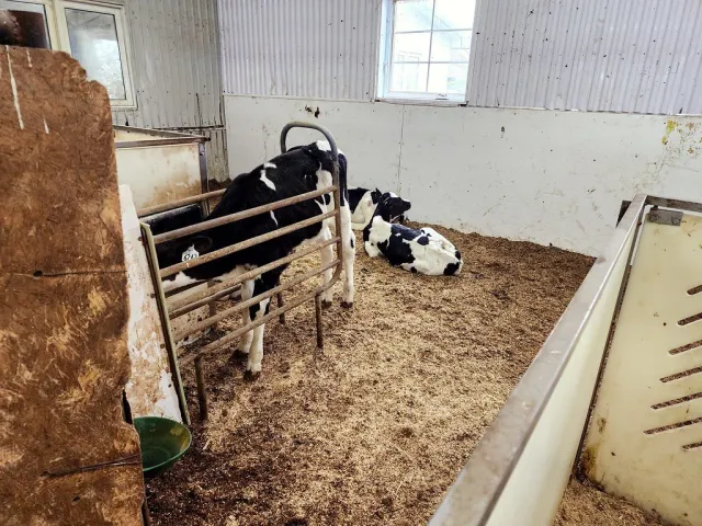 Holstein Friesian cow, lactation 3, 23 litres a day