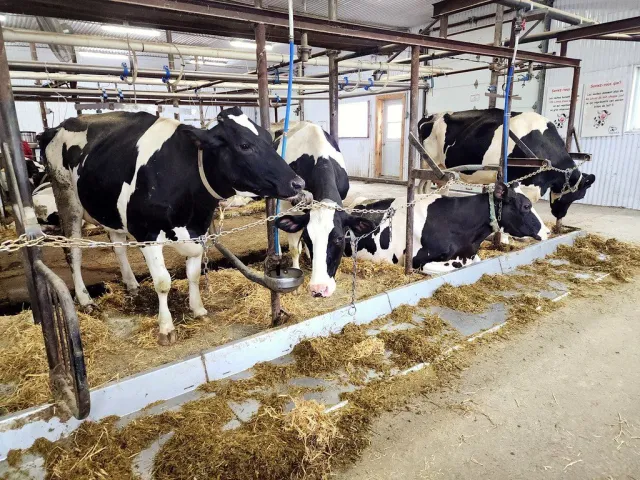 Cholistani cow, lactation 4, 10 litres a day