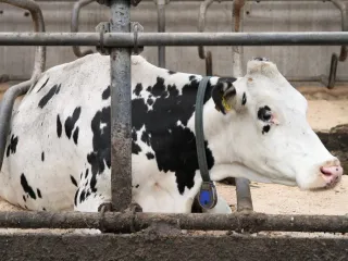 Holstein Friesian bull, six teeth: ready for Qurbani (2/3)