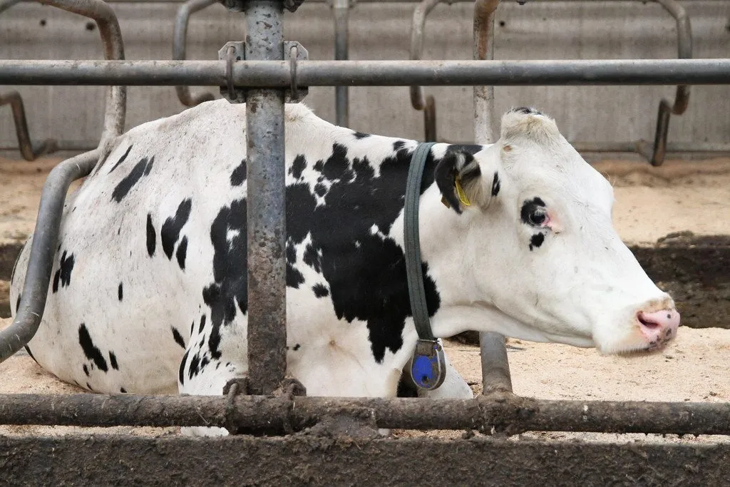 Tharparkar cow, lactation 1, 18 litres a day, 6 months pregnant (1/3)