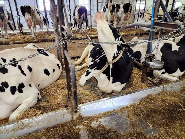 Sahiwal cow, lactation 4, 16 litres a day