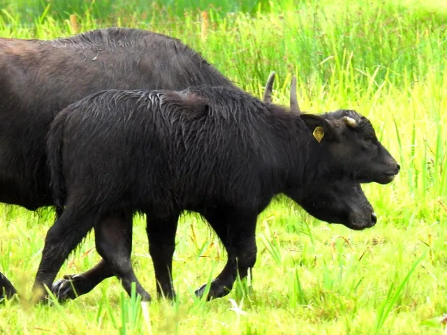 Nili-Ravi buffalo, lactation 1, 11 litres a day, 7 months pregnant