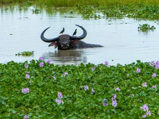 Nili-Ravi buffalo, lactation 1, 11 litres a day, 7 months pregnant (3/3)