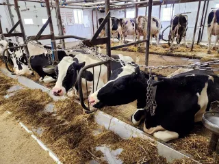 لال سندھی ڈھگا، چھ دند (2/3)