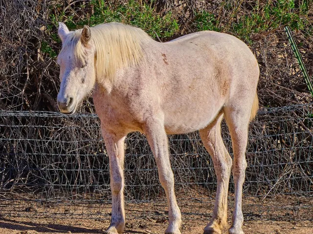 Thoroughbred filly, 3 years, Dun