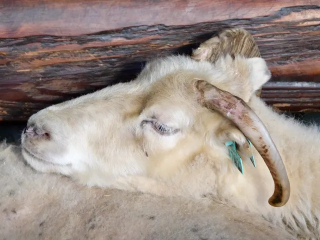Kajli ram, two teeth, 58 kg