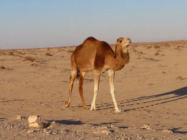 She-camel in milk, 12 years