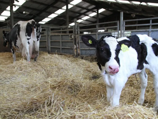 Cholistani bull semen: Rustam
