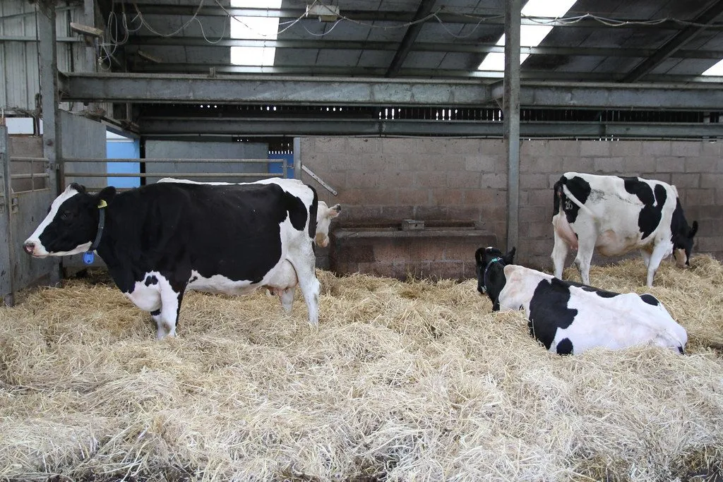 Jersey bull semen: Raja (1/3)