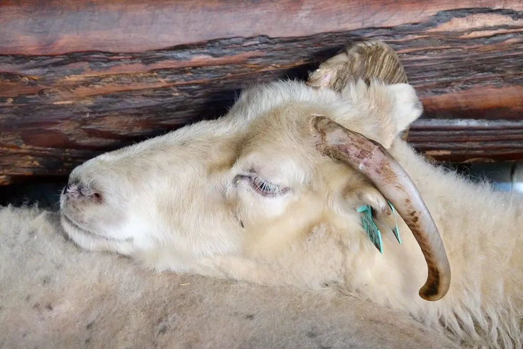 Barbari bakra, two teeth, 35 kg (1/3)