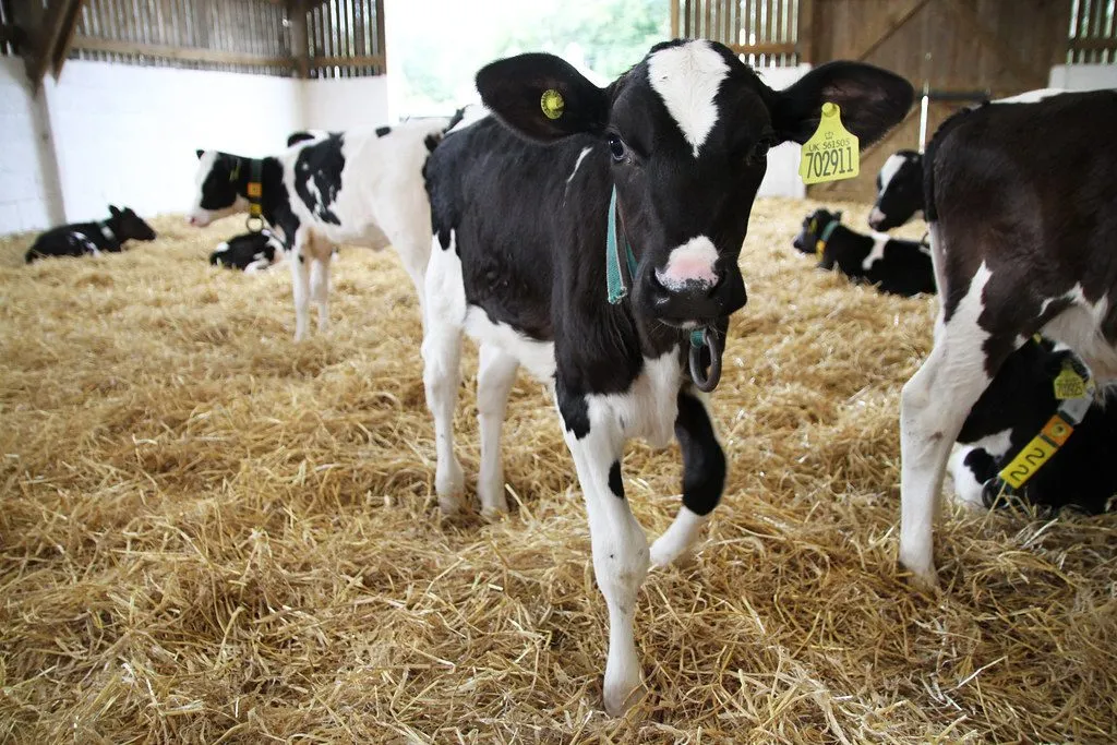 Sahiwal bull semen: Rustam (1/3)