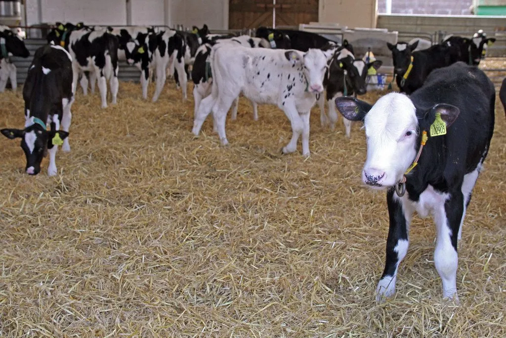 Holstein Friesian bull semen: Shahzada (1/3)