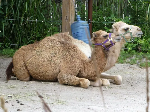 Camel for sale, 6 years