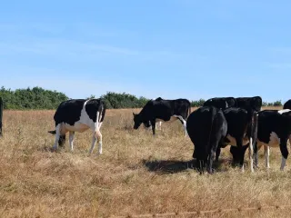 Holstein Friesian bull semen: Shahzada (3/3)
