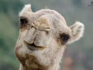 Camel for sale, 6 years (2/3)