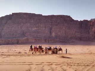 Camel for sale, 6 years (3/3)