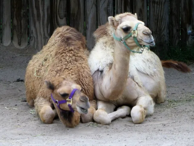 Camel for sale, 8 years