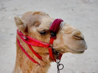 Camel for sale, 8 years (2/3)