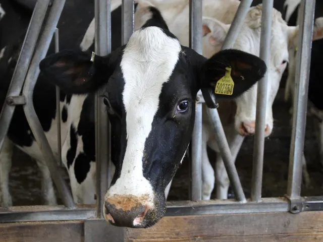 Holstein Friesian bull semen: Rustam