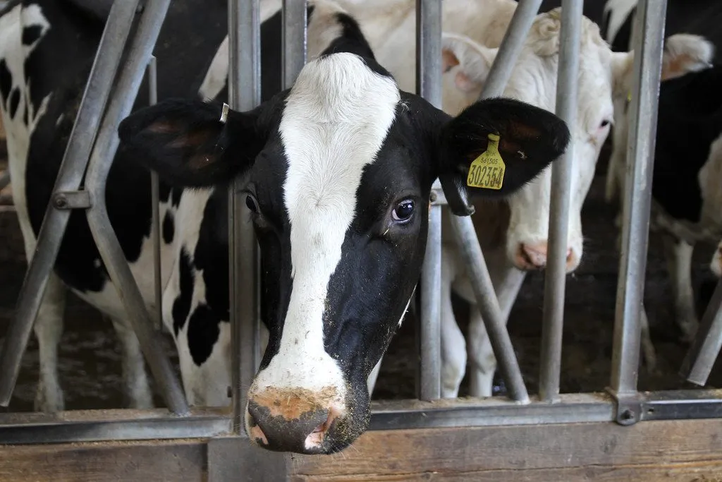 Holstein Friesian bull semen: Rustam (1/3)