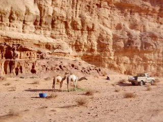 Camel for sale, 8 years (3/3)