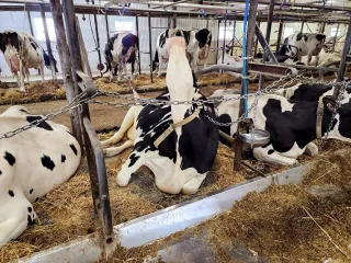 Holstein Friesian bull semen: Rustam (2/3)
