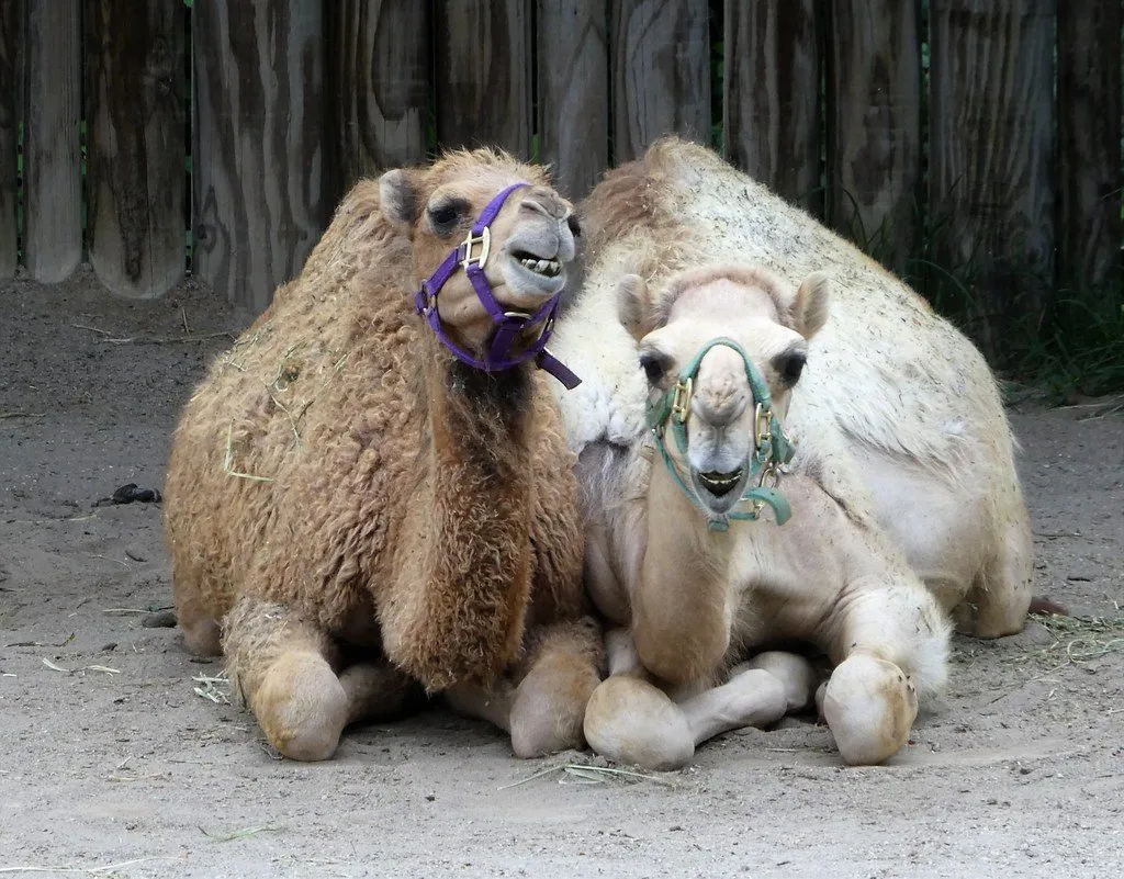 Camel for sale, 4 years (1/3)