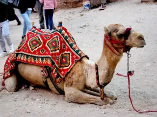 Camel for sale, 4 years (2/3)