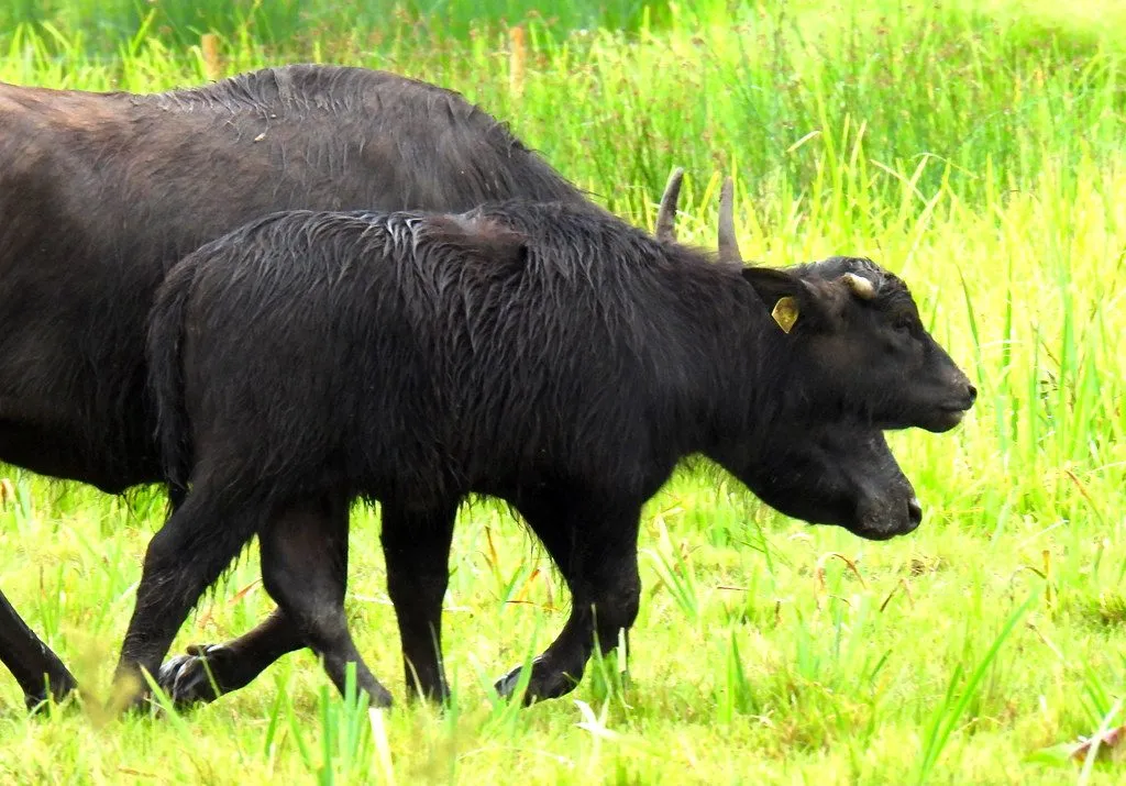 Nili-Ravi buffalo bull semen: Jahangir (1/3)