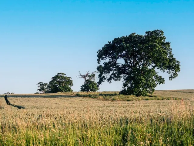 Wheat straw (bhoosa)