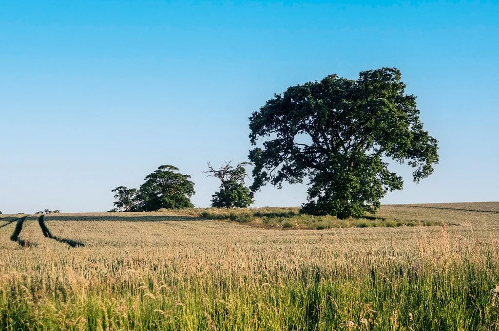 Wheat straw (bhoosa) (1/3)