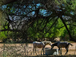 Baluchi stallion, 8 years, White (3/3)
