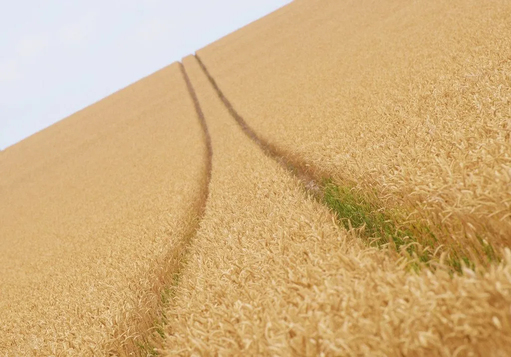 Wheat straw (bhoosa) (1/3)